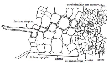 Hasil gambar untuk jaringan endodermis akar