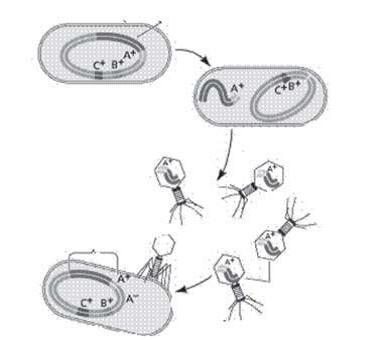 Reproduksi bakteri dengan jalan transduksi