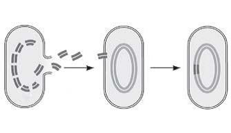 Reproduksi bakteri dengan jalan transformasi