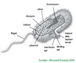 Struktur bakteri (monera)
