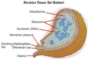 struktur bakteri